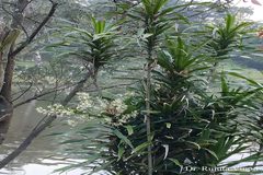 Dracaena angustifolia